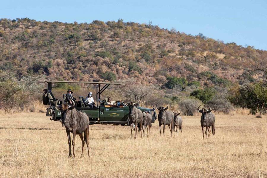 Safari Plains - Limpopo